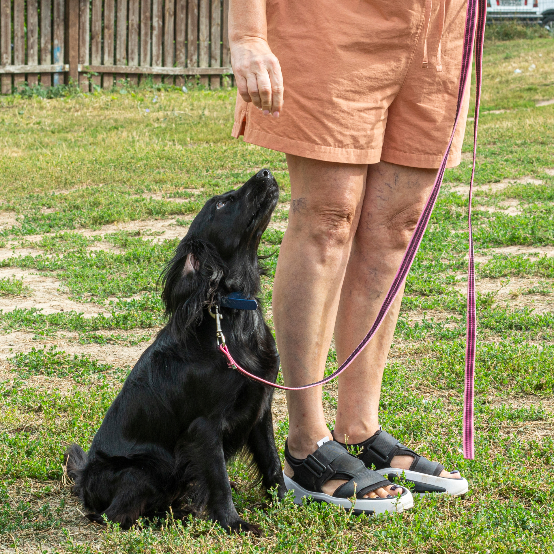 Black dog on leash looks up at person in shorts and sandals on grass.