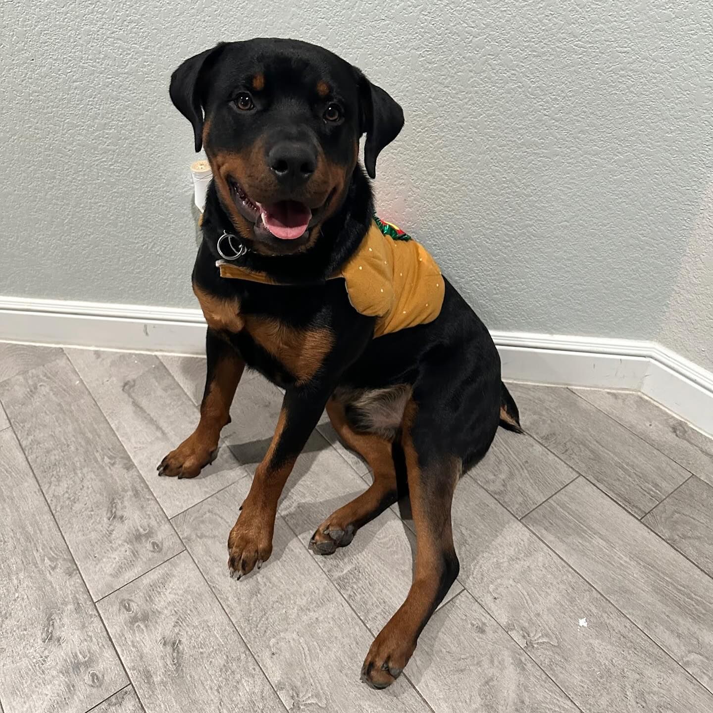 Rottweiler dog wearing a gold shirt, sitting on a wood floor. He has a happy expression, with his tongue sticking out.