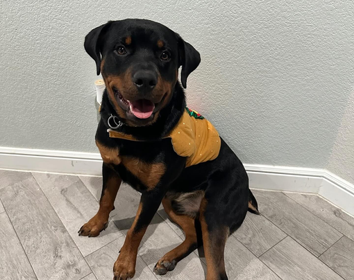 Rottweiler dog with a yellow vest, sitting, tongue out, in front of a gray wall and floor.