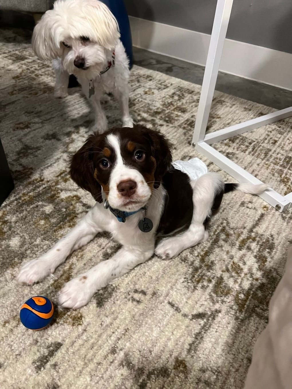 Brown and white puppy with ball, wearing diaper, looking up. White dog in background.