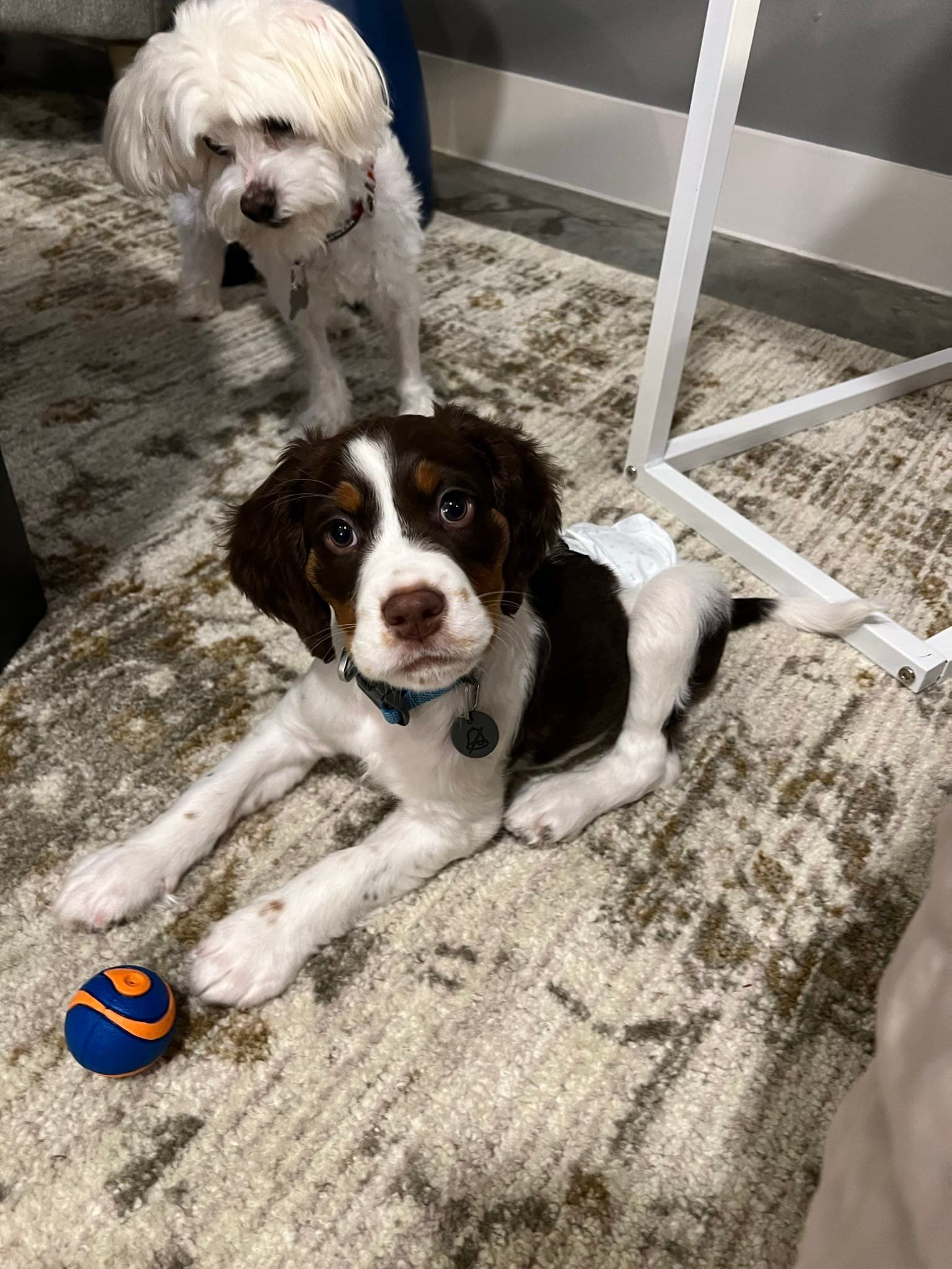 Two dogs on a patterned carpet: a brown and white puppy with a ball and a white fluffy dog.