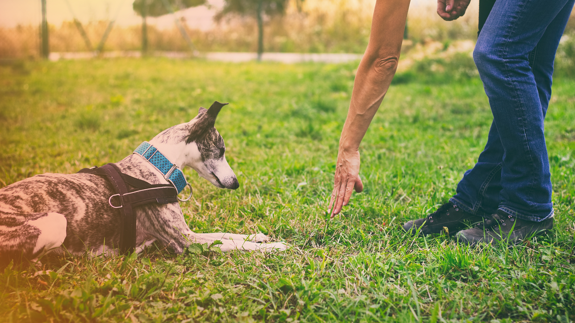 Dog lying down, looking at a person extending their hand in a grassy field.