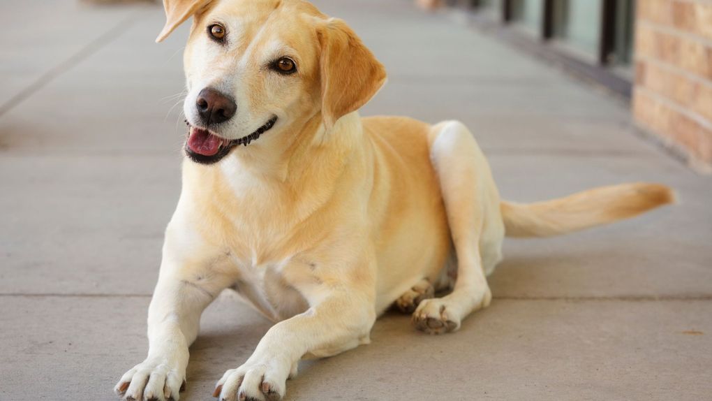 Yellow Labrador retriever dog laying on a concrete sidewalk, smiling.