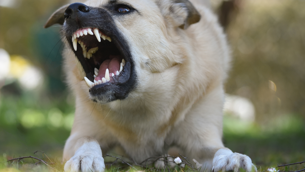 Aggressive dog with bared teeth, snarling with mouth open. Beige and white fur, outdoor setting.