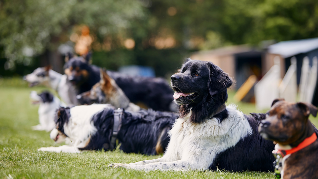 Several dogs of different breeds, laying on grass, looking forward.