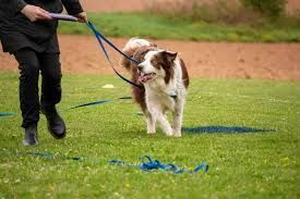 A brown and white dog on a leash, running on green grass with a person in black clothing.
