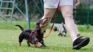 A small, black and tan dachshund on a red leash looks up at a person walking on green grass.