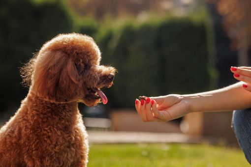 Brown poodle looks at a treat in a person's hand on a grassy lawn.