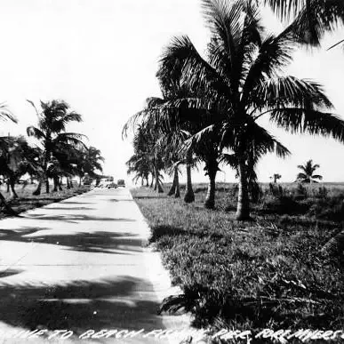 A black and white photo of a road lined with palm trees