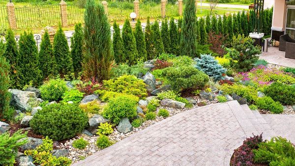 A lush green garden with lots of plants and rocks