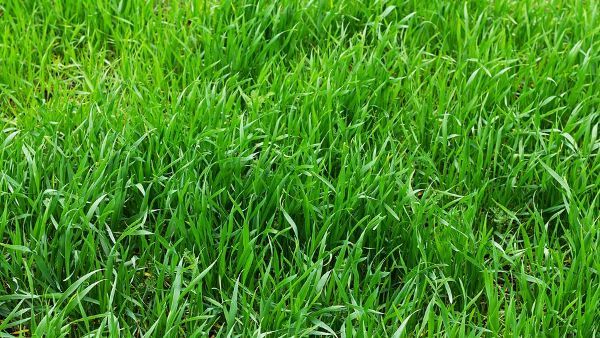 Tall Fescue Lawn in Sonoma County, CA