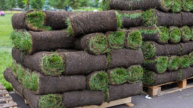 Sod rolls deals