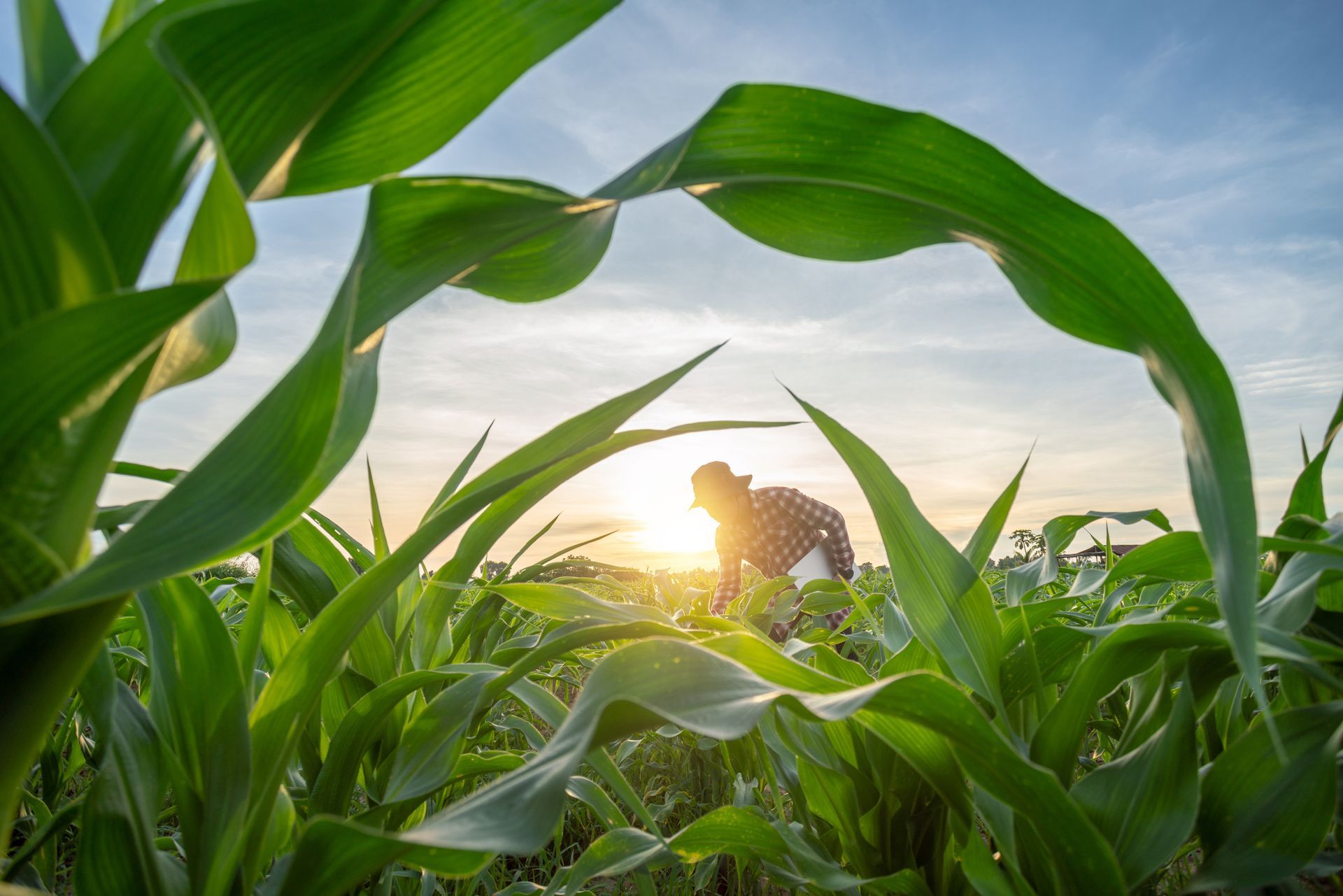 Farmer in a cornfield at sunset. Sun peeks through the green leaves.