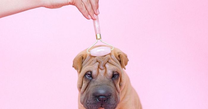 A person is using a roller on a shar pei dog 's head.