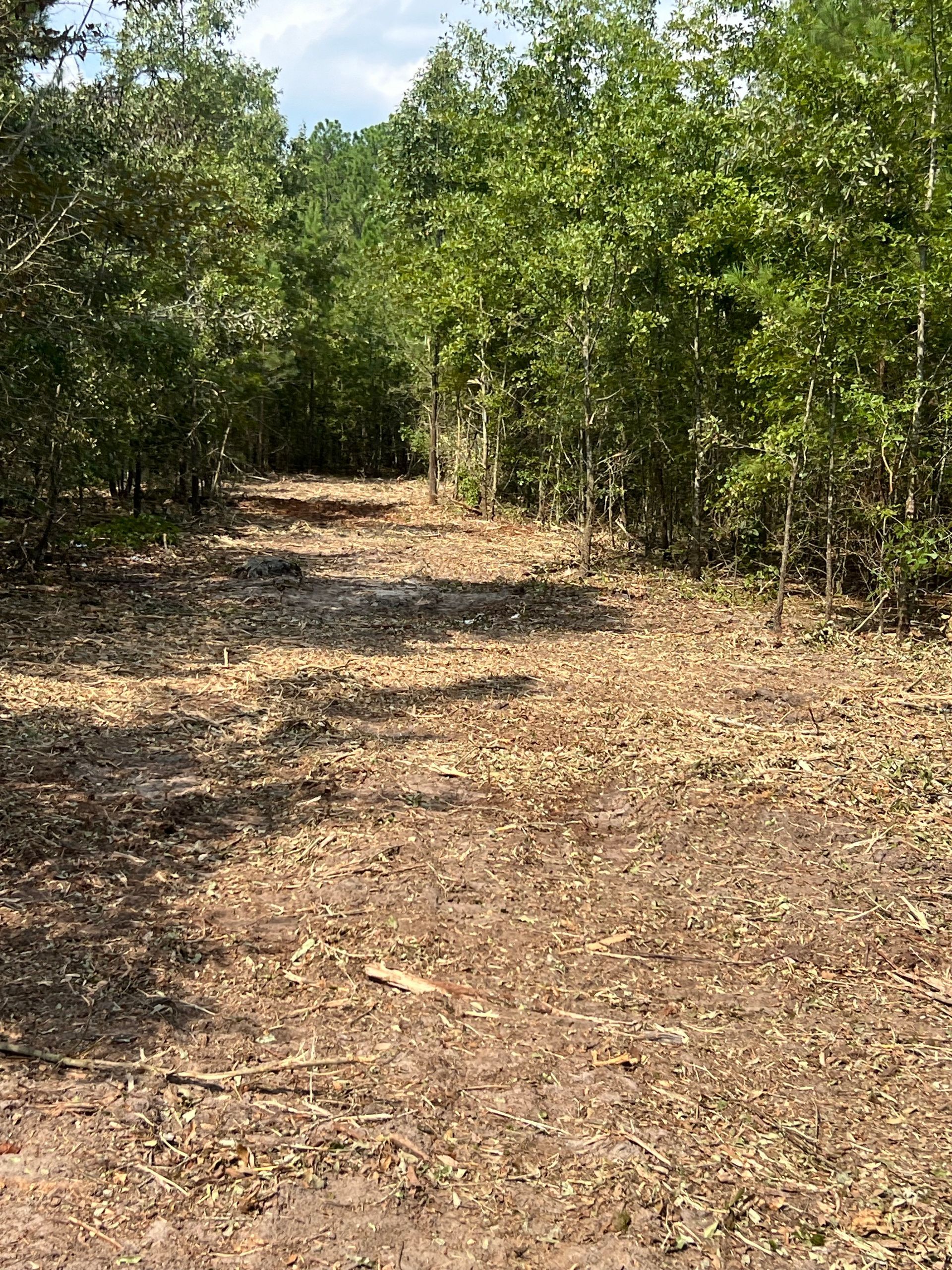 A dirt road in the middle of a forest surrounded by trees.