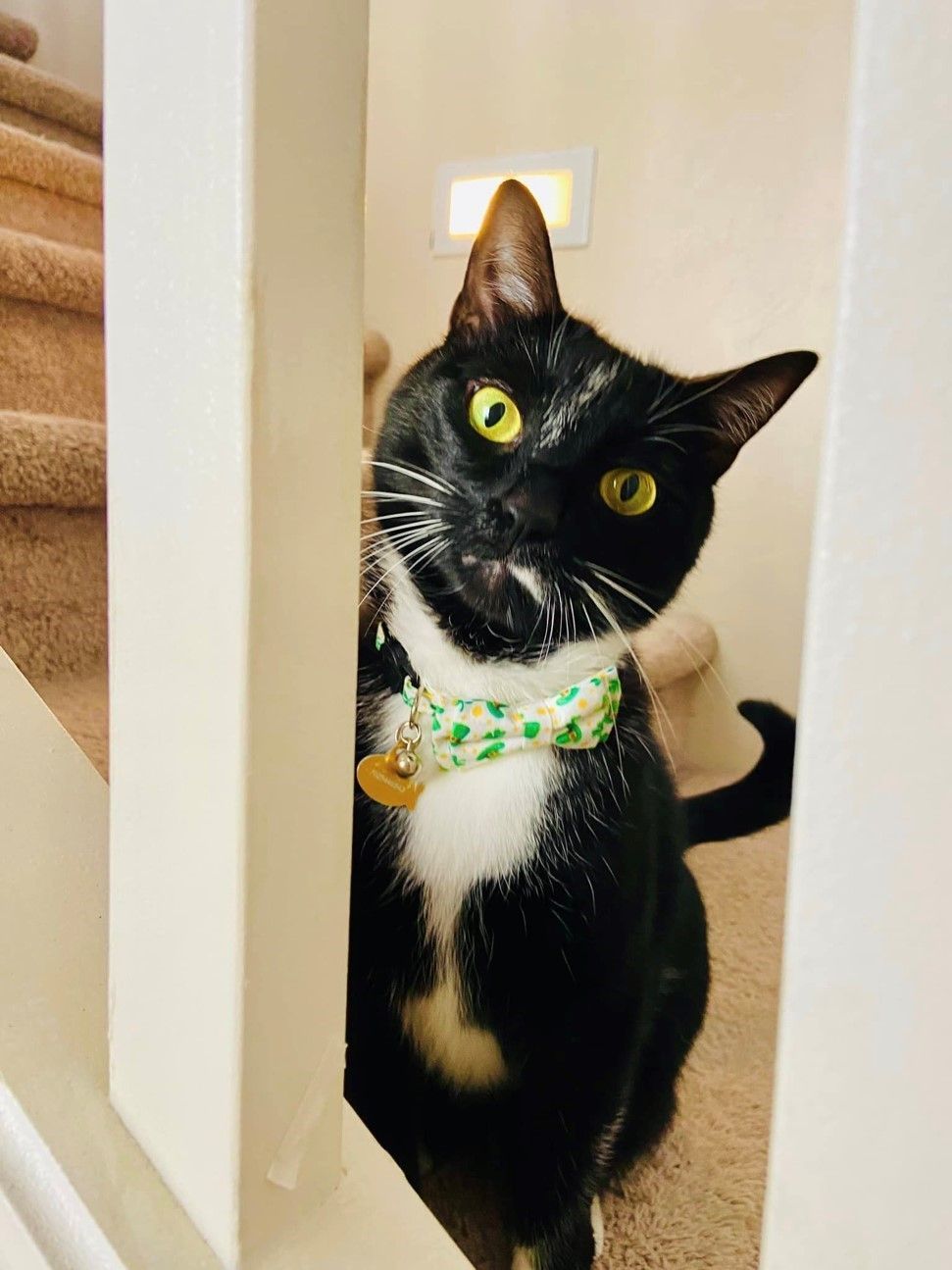 A Black and White Cat - Tucson, AZ - Paws & Tails Petsitting of Arizona
