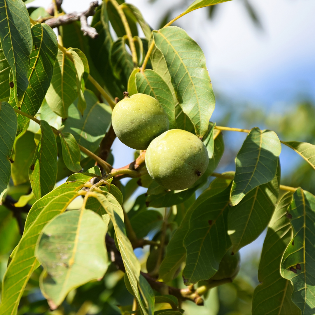 A bunch of green apples hanging from a tree