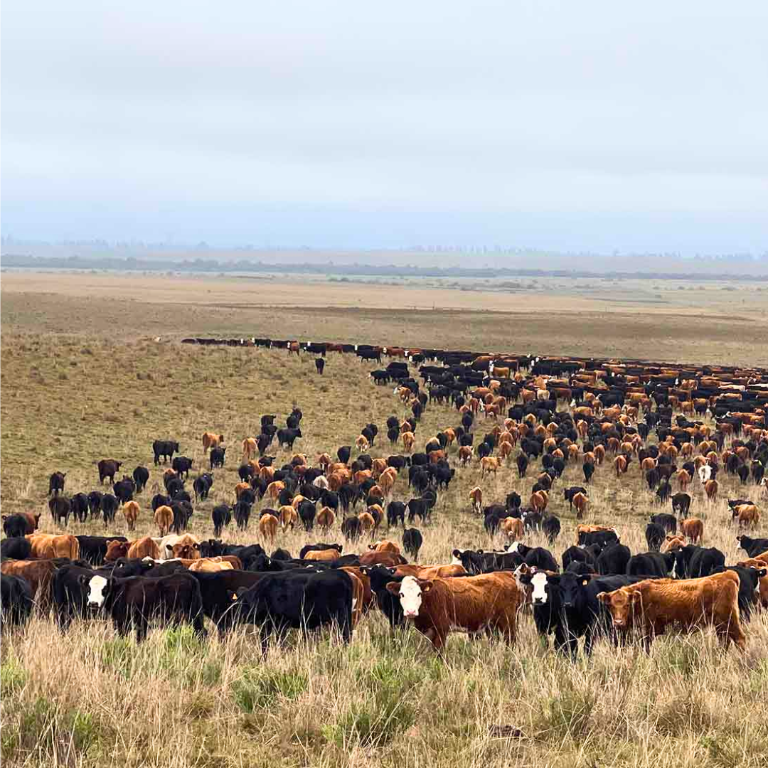A herd of cows are grazing in a field.