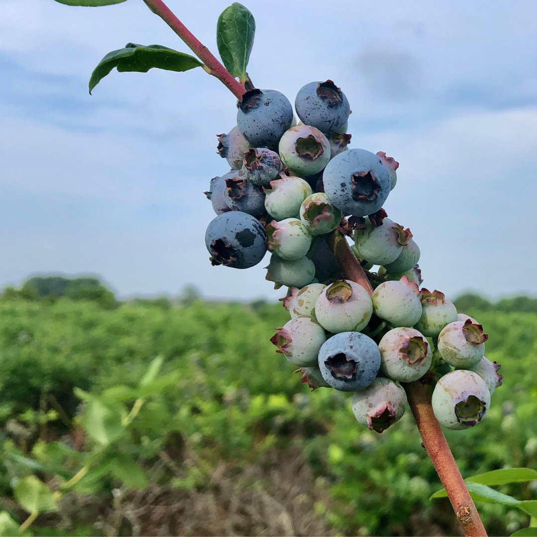 A bunch of blueberries hanging from a tree branch