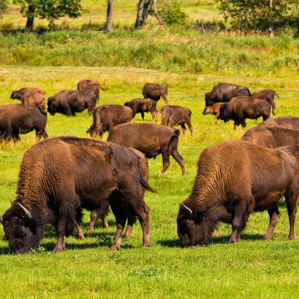 A herd of bison grazing in a grassy field.