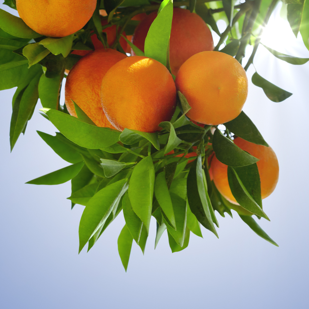 A bunch of oranges are hanging from a tree