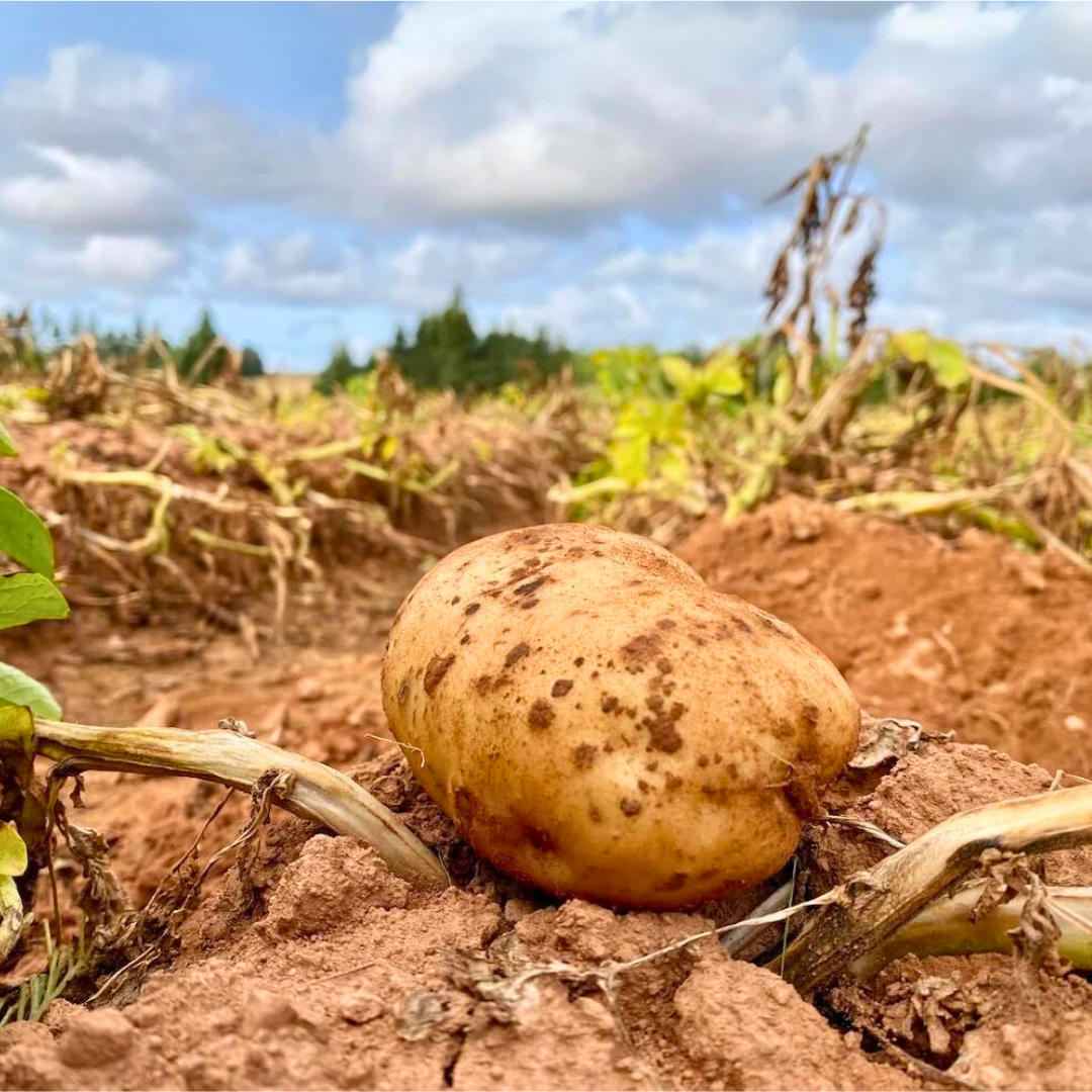 A potato is growing out of the ground in a field.