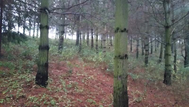 pulizia giardino e pineta