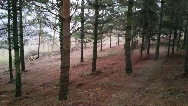 pulizia giardino e pineta