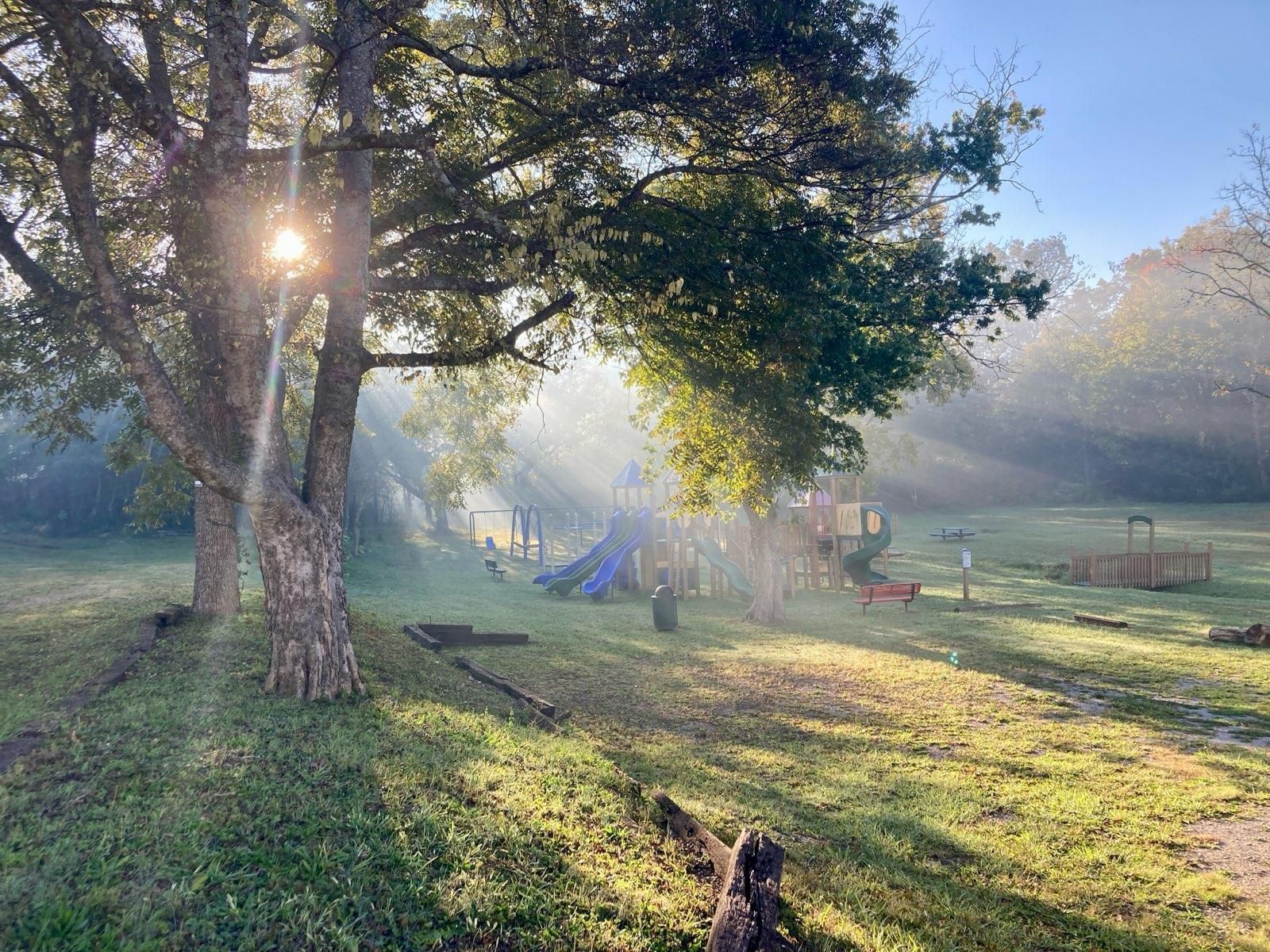 The sun is shining through the trees in a park on a foggy day.