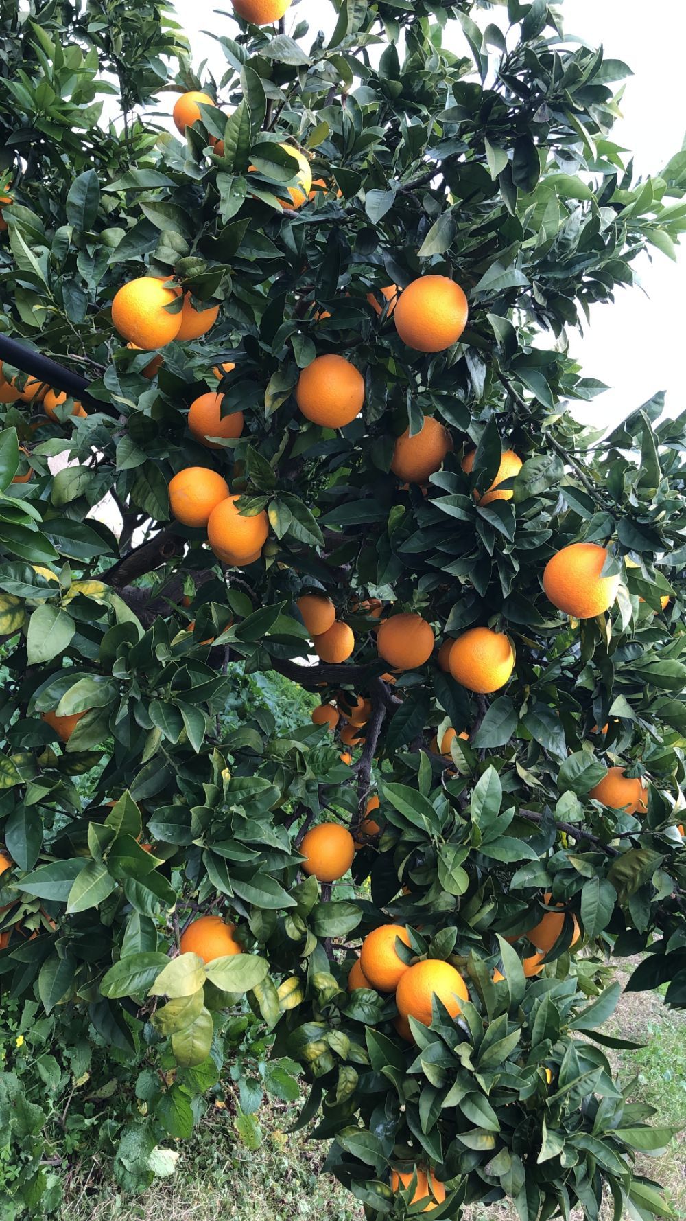 albero di arancio