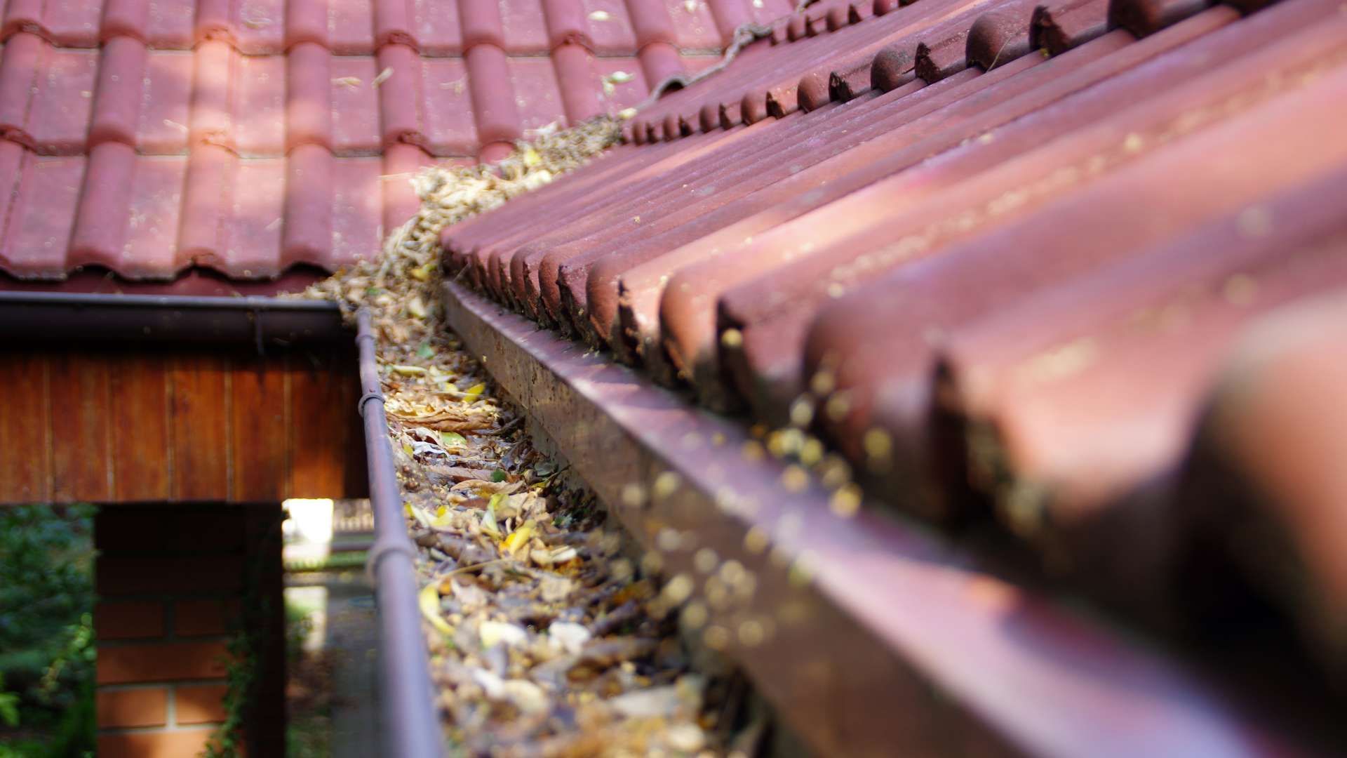 A gutter filled with leaves on the roof of a house.