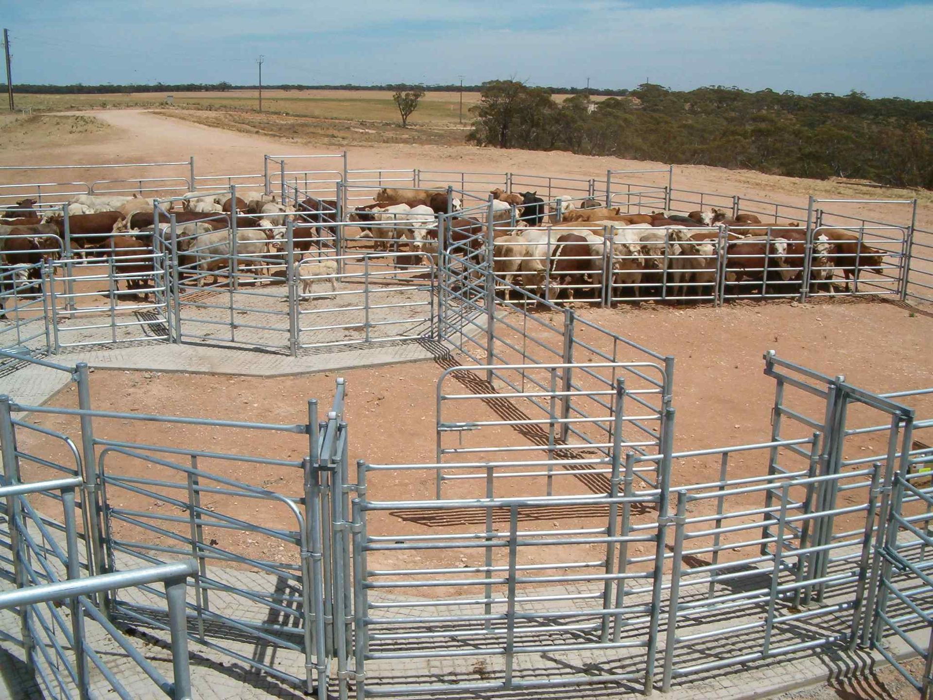 A fenced in area with a lot of cows in it