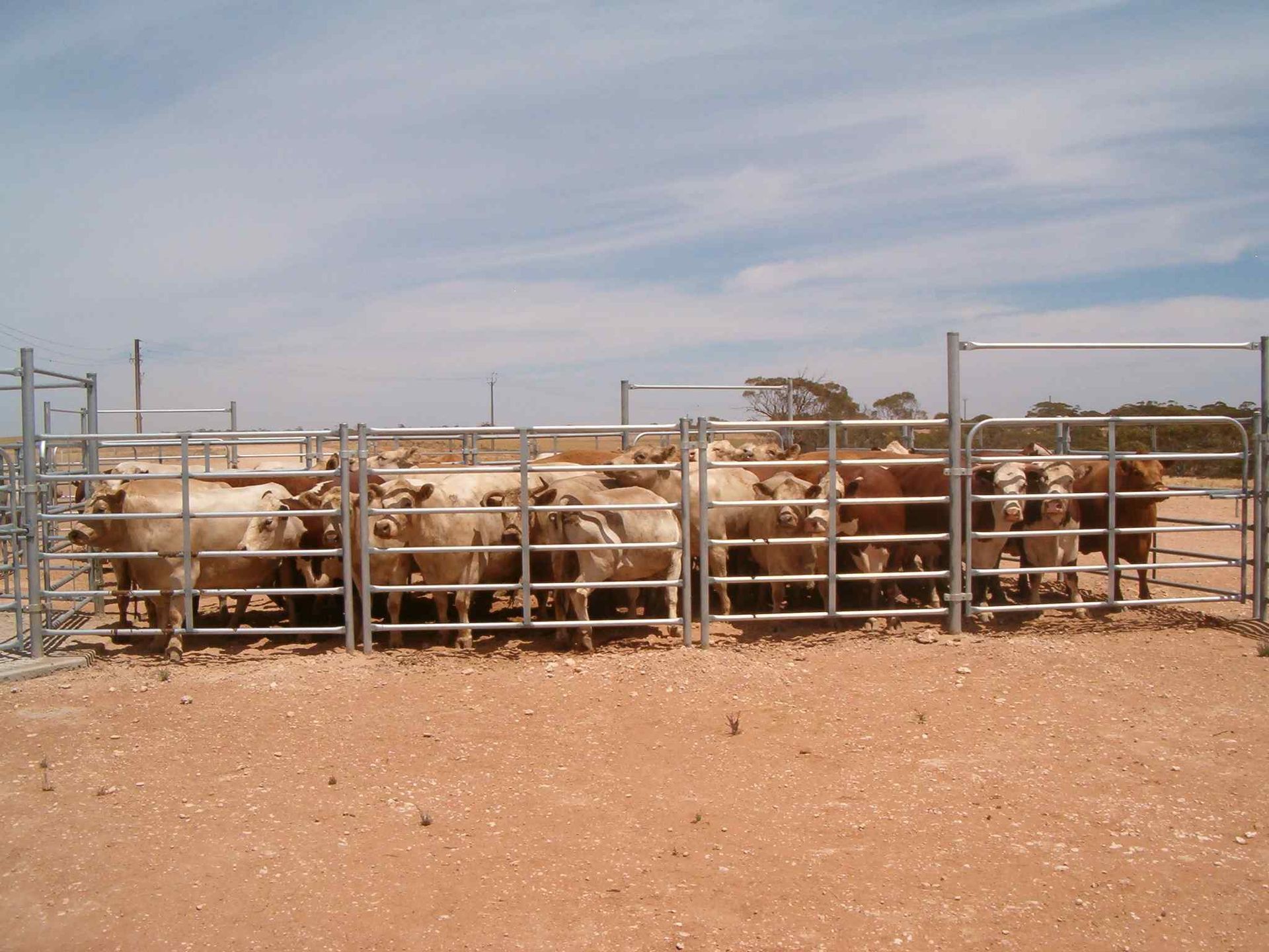 A herd of cows are behind a metal fence