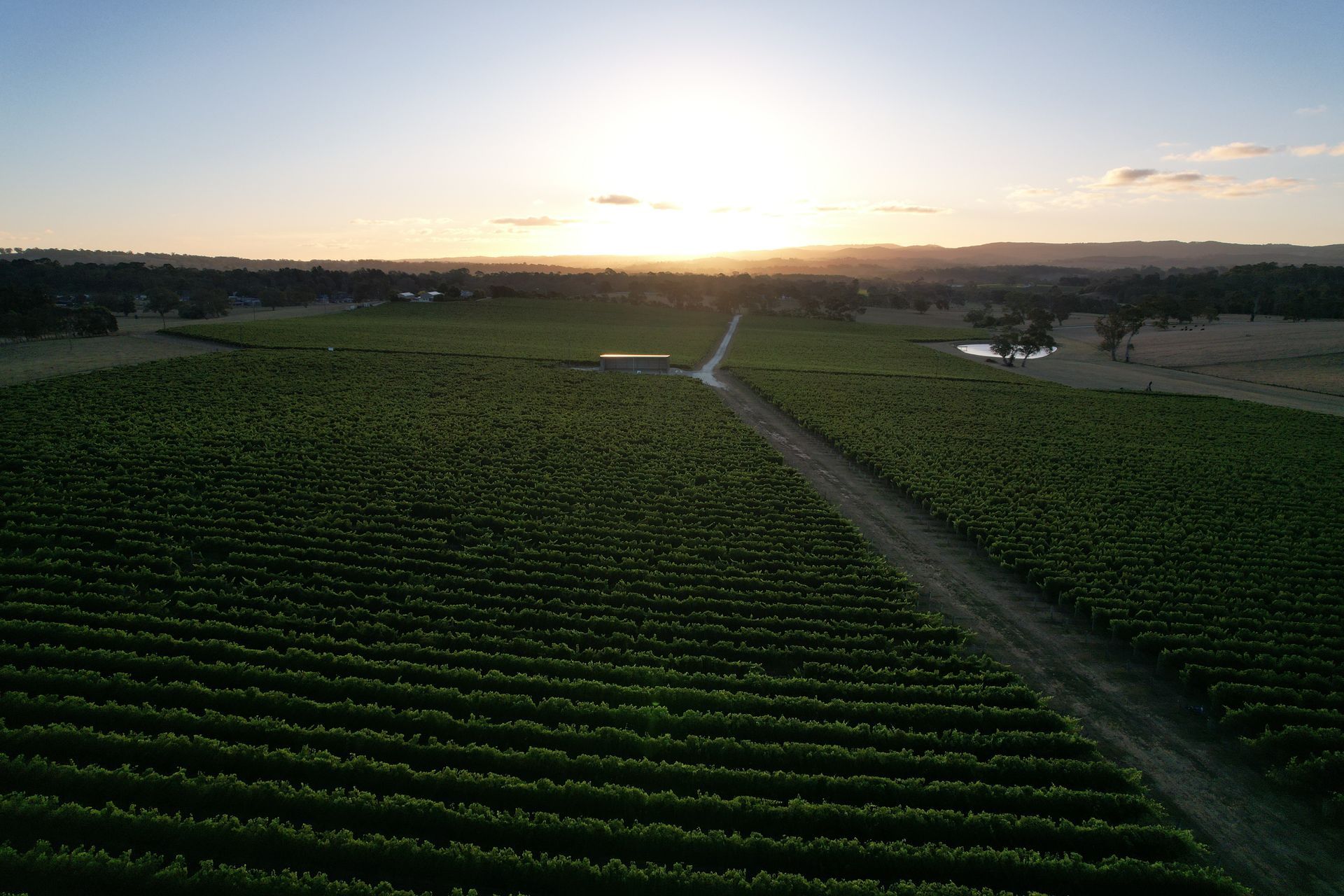 shed in a vineyard with sunset 