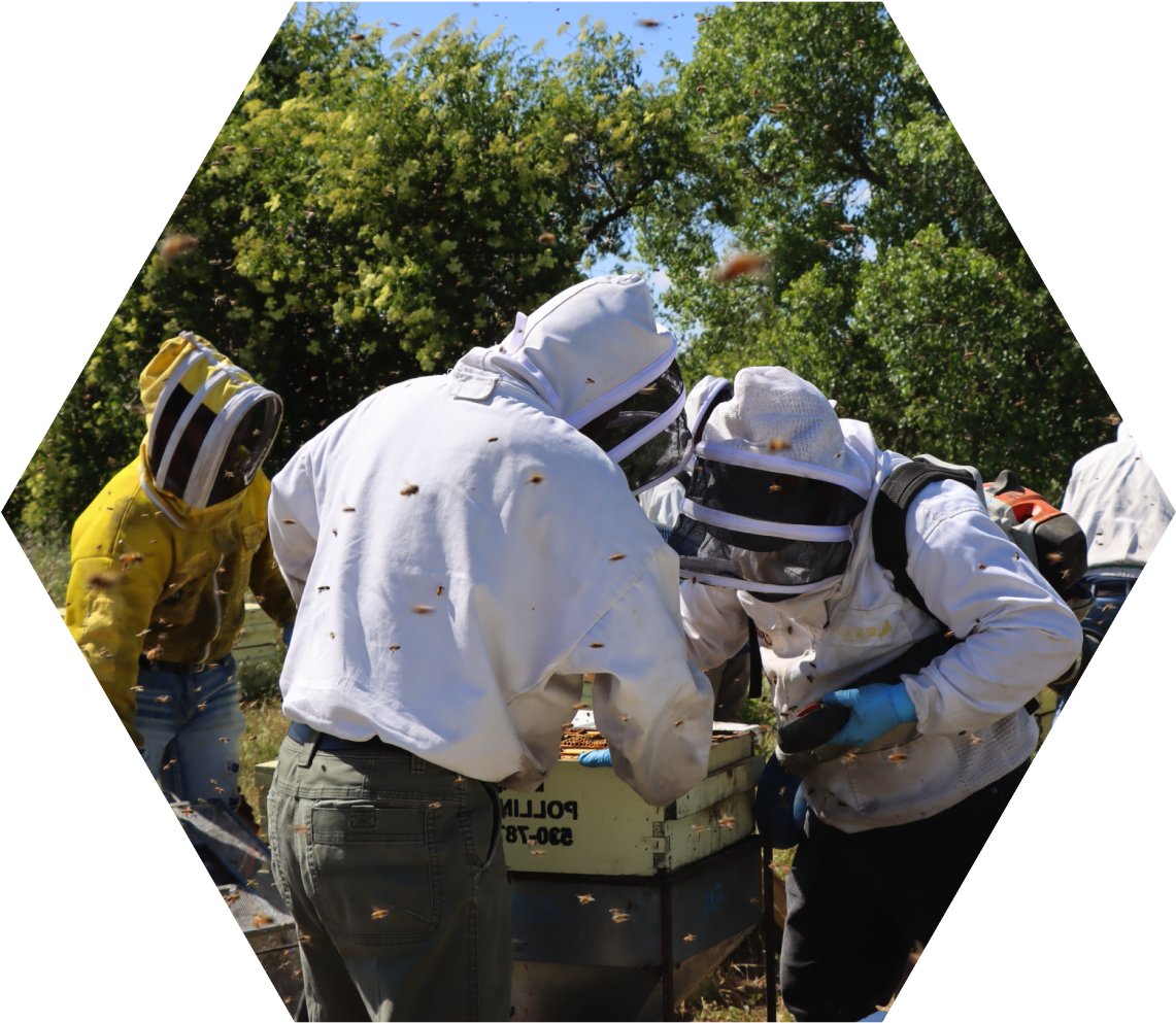 Beekeepers in protective suits inspect a beehive outdoors, surrounded by flying bees on a sunny day.