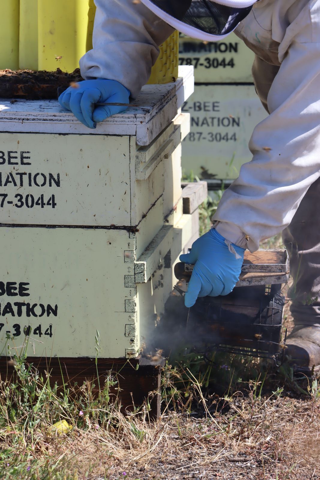 Beekeeper wearing protective gear uses a smoker to calm bees at a hive.