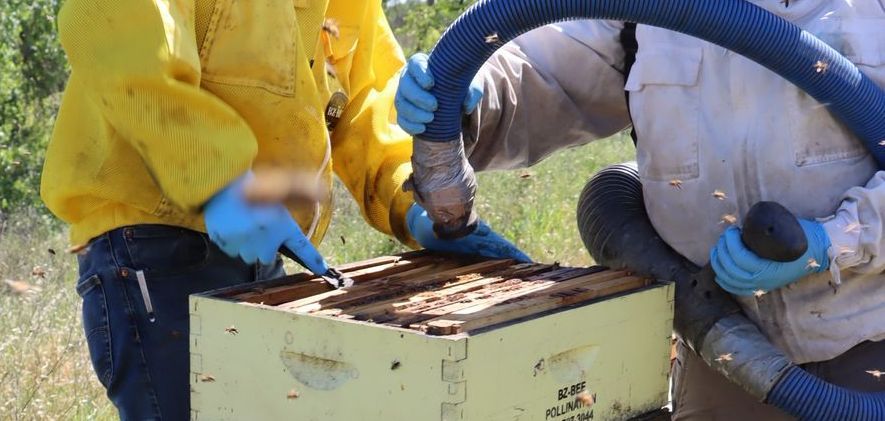 Two beekeepers in protective suits work with a beehive, using a hose-like device to extract bees.