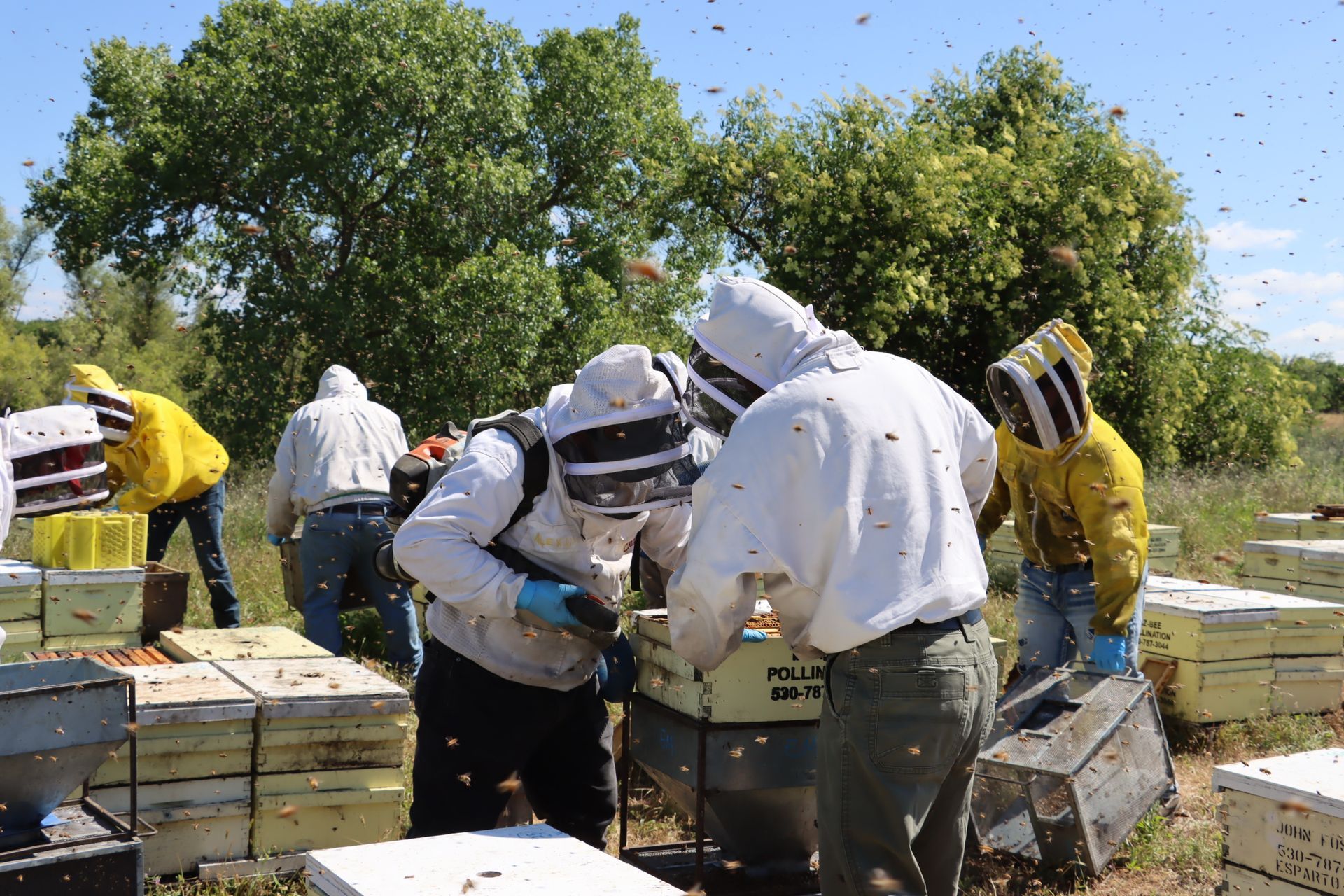 Package Bees for Sale - BZ Bees
