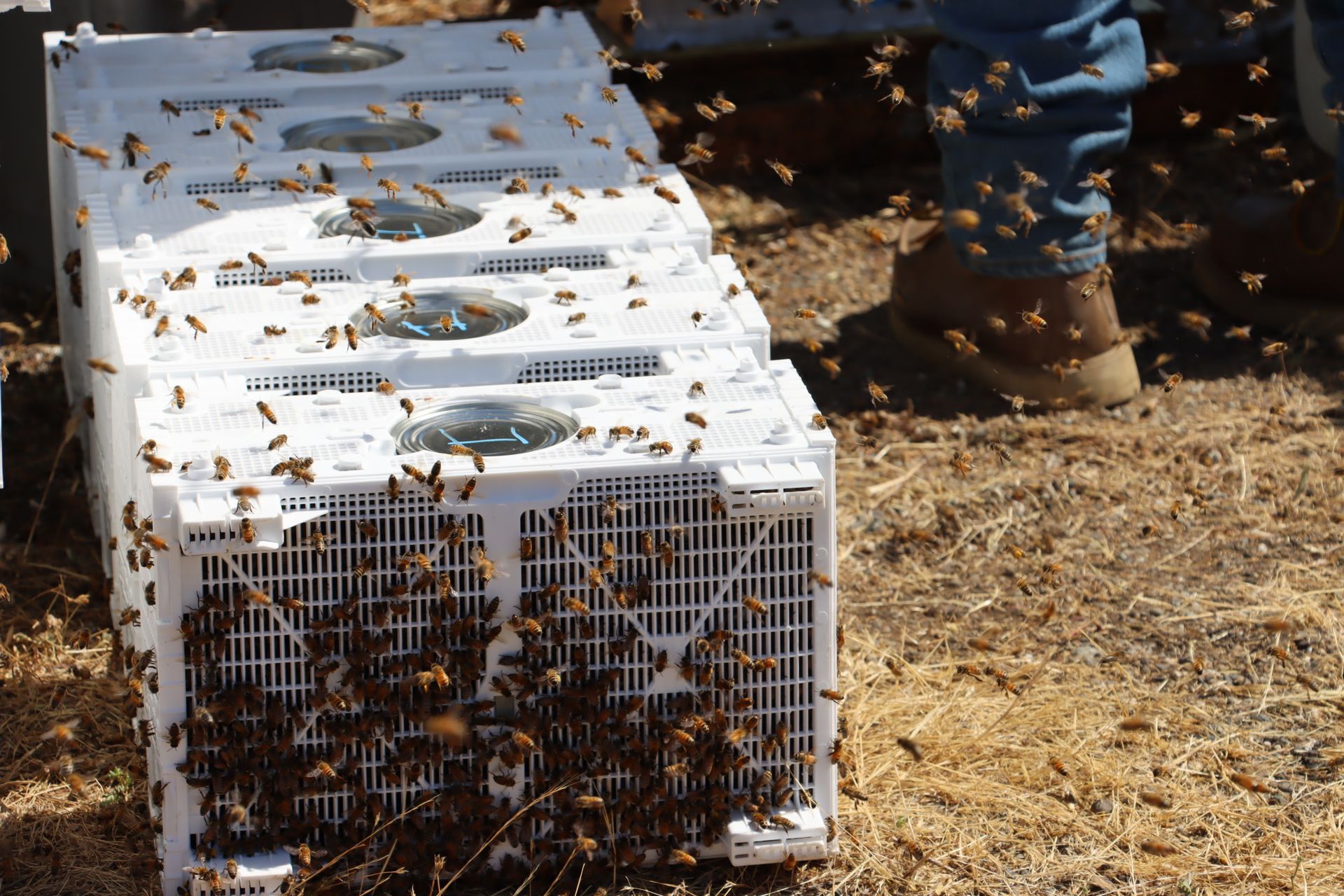 Bees swarming around white plastic crates on the ground; a person in blue jeans and boots is nearby.