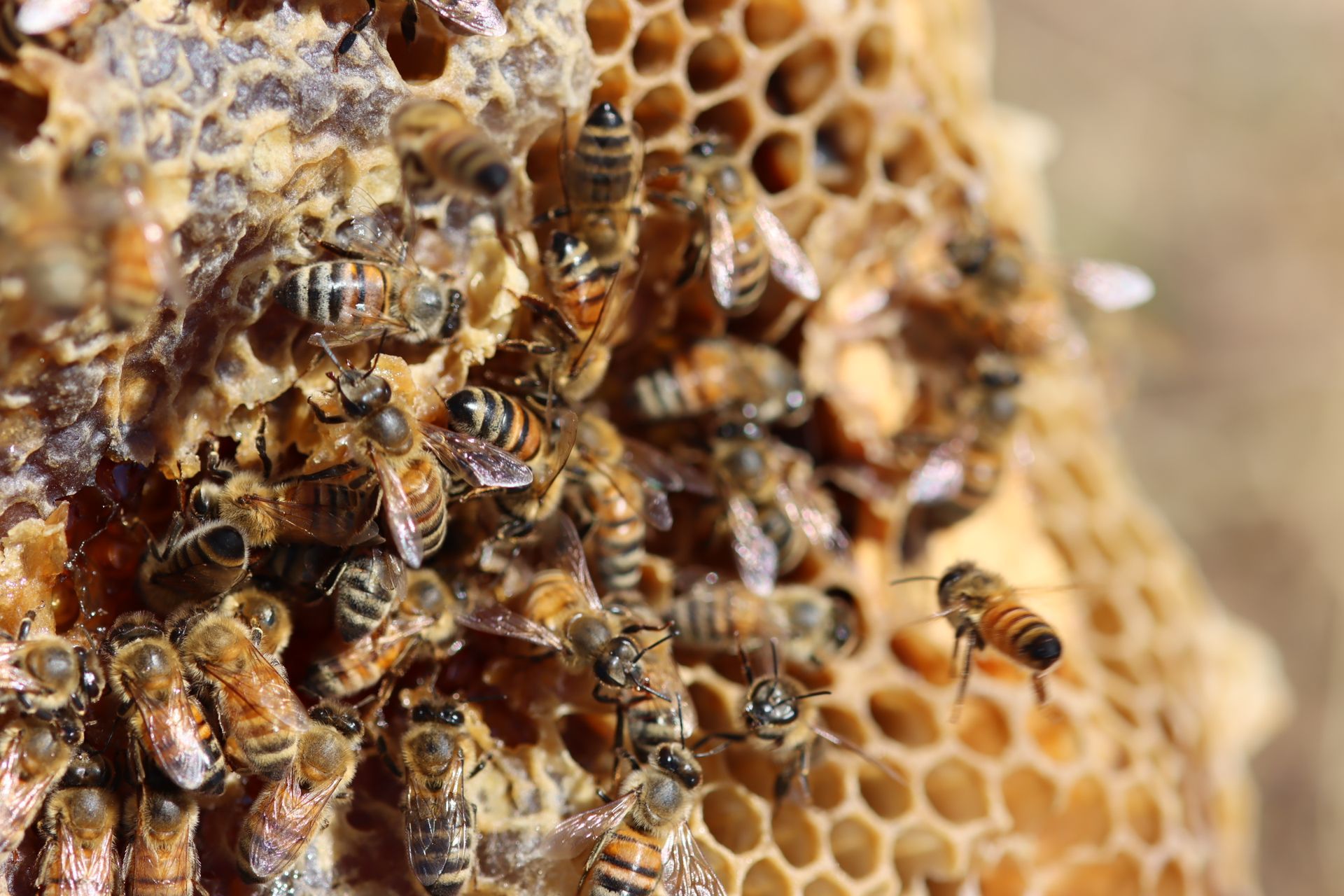 Bees on a honeycomb, clustered together, some crawling on the waxy cells, some flying.