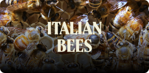 Close-up of Italian bees with text 