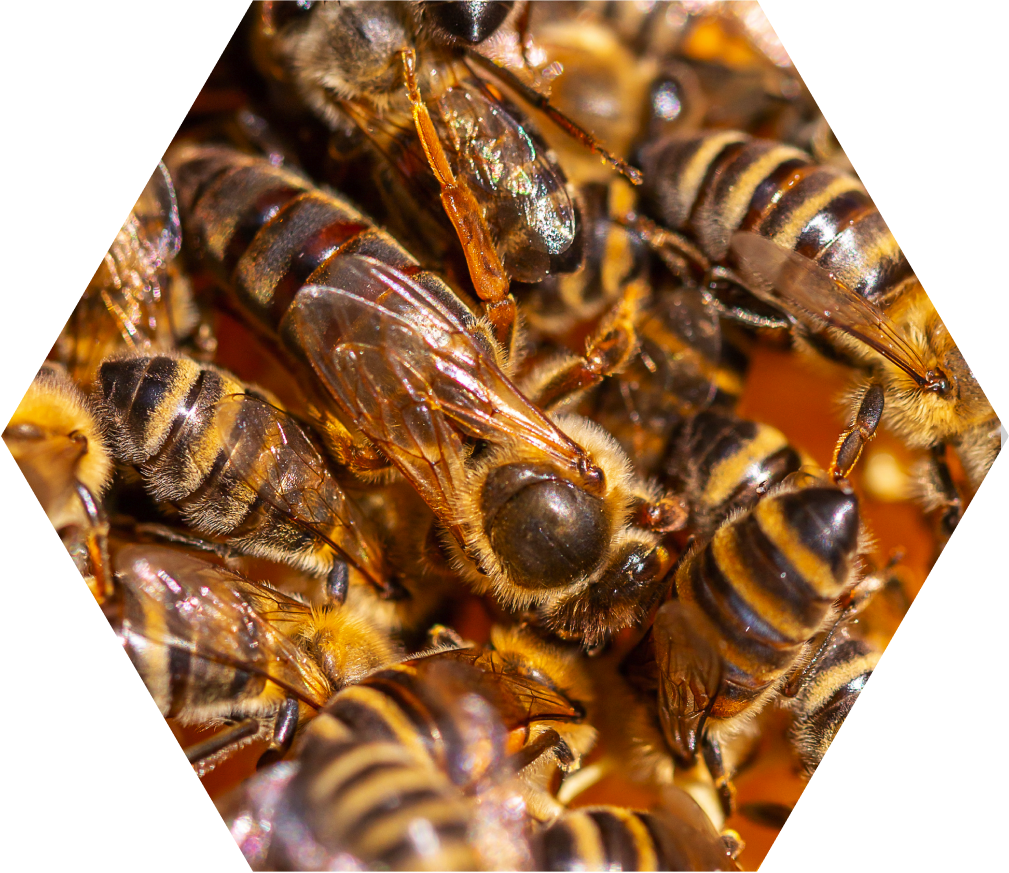 Honeybees clustered in a hexagonal honeycomb, with one bee in focus showing translucent wings and a dark eye.