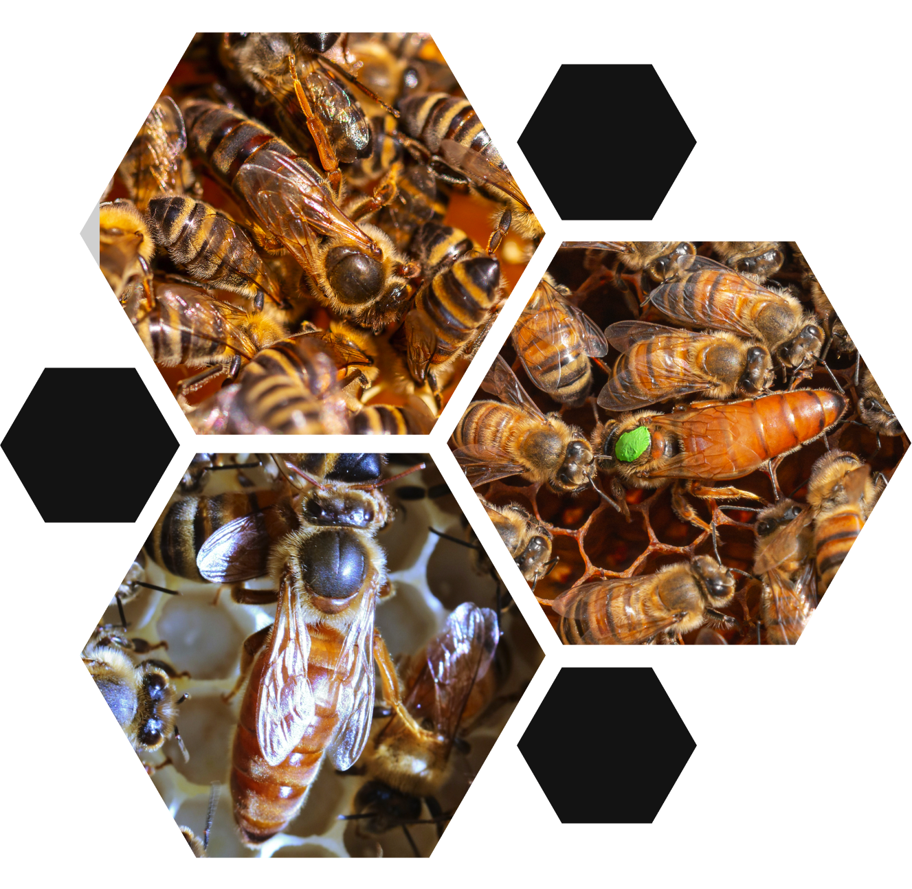 Bees in hexagonal honeycomb cells. One bee has a green dot on its back.
