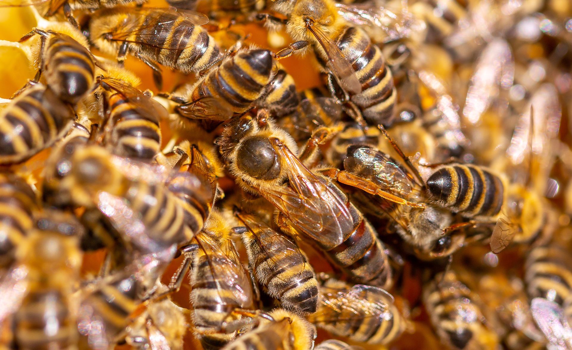 Queen bee surrounded by worker bees on a honeycomb, showing detail of the different sizes and colors.