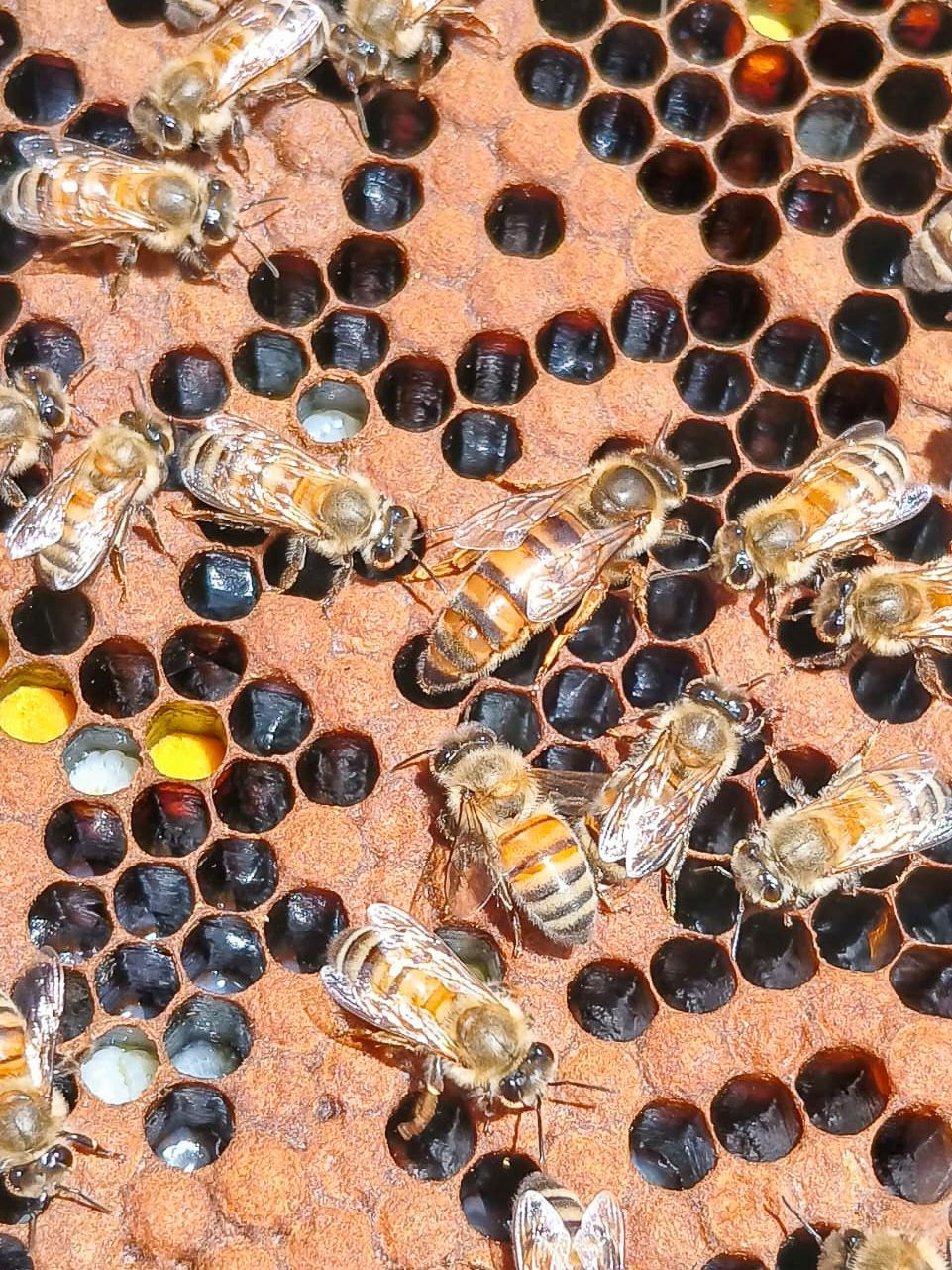 Bees crawling on a honeycomb filled with dark cells, some with eggs and yellow pollen.