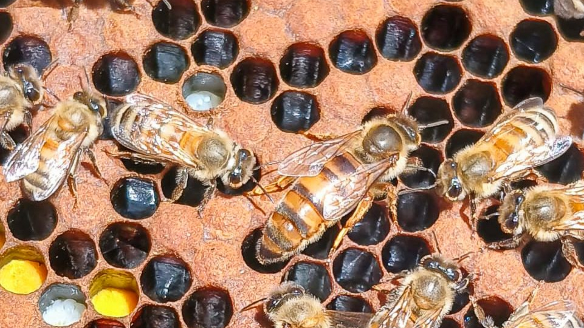 Bees crawling on a honeycomb filled with dark cells, some with eggs and yellow pollen.