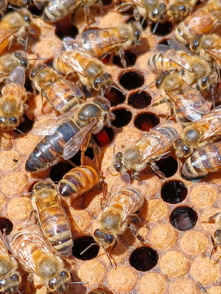 Honeybees on a honeycomb, with a black-bodied queen bee surrounded by workers. The hexagonal cells are partially filled.