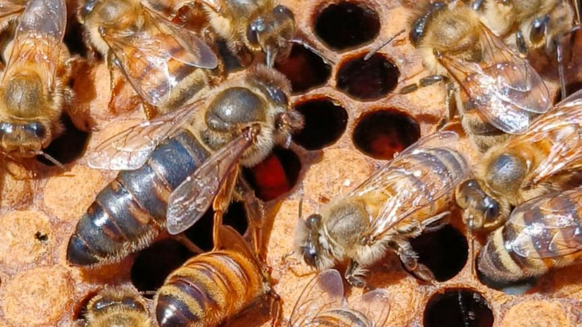 Honeybees on a honeycomb, with a black-bodied queen bee surrounded by workers. The hexagonal cells are partially filled.