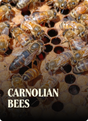 Close-up view of Carniolan bees on honeycomb. The queen bee, dark-colored, is surrounded by worker bees.