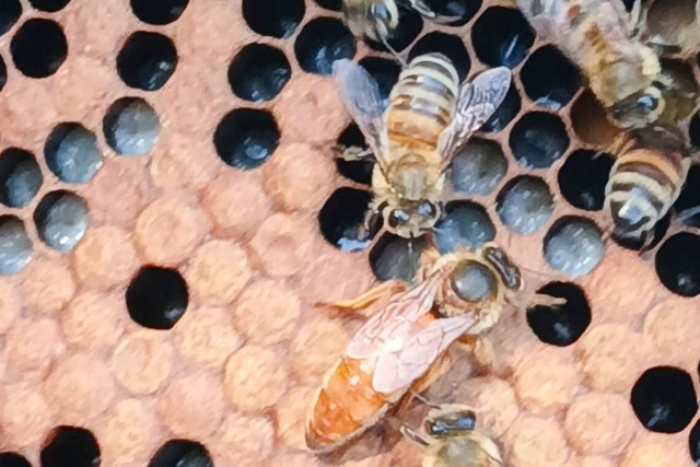 Queen Bees - BZ Bees
